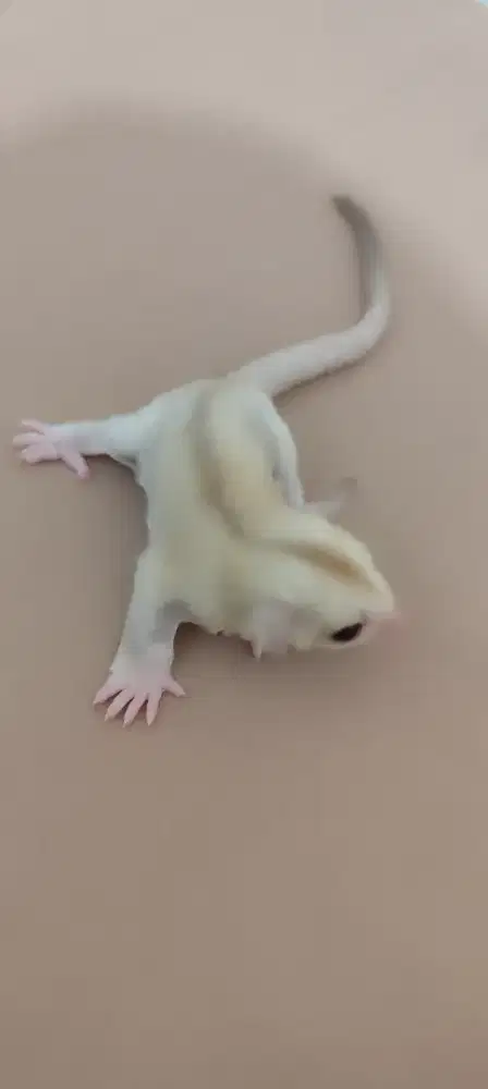 Sugar glider creamino