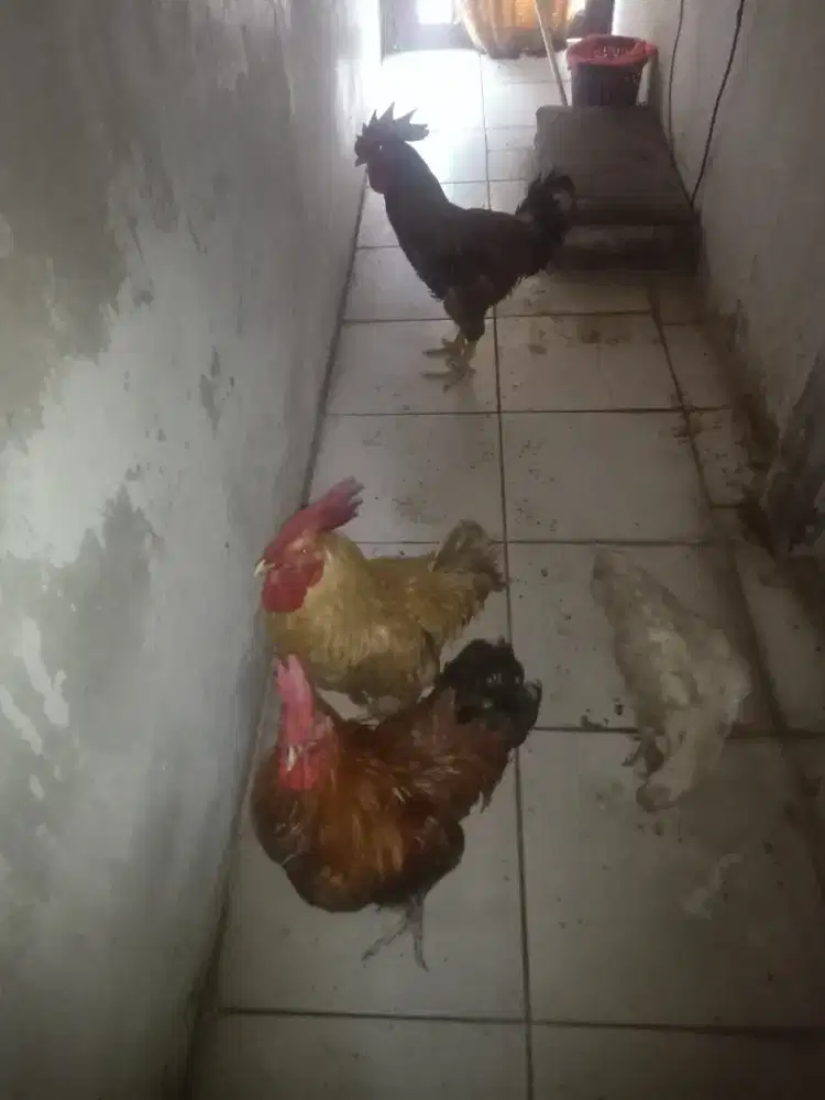 Ayam Pelung & Kampung