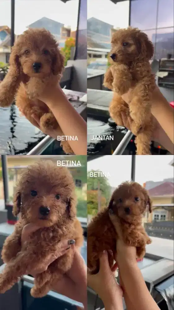 Red toy poodle lucu gemes murah