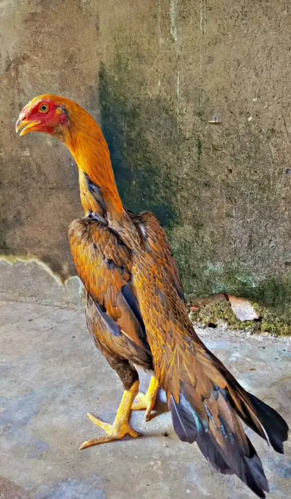 Ayam betina ekor lidi ori