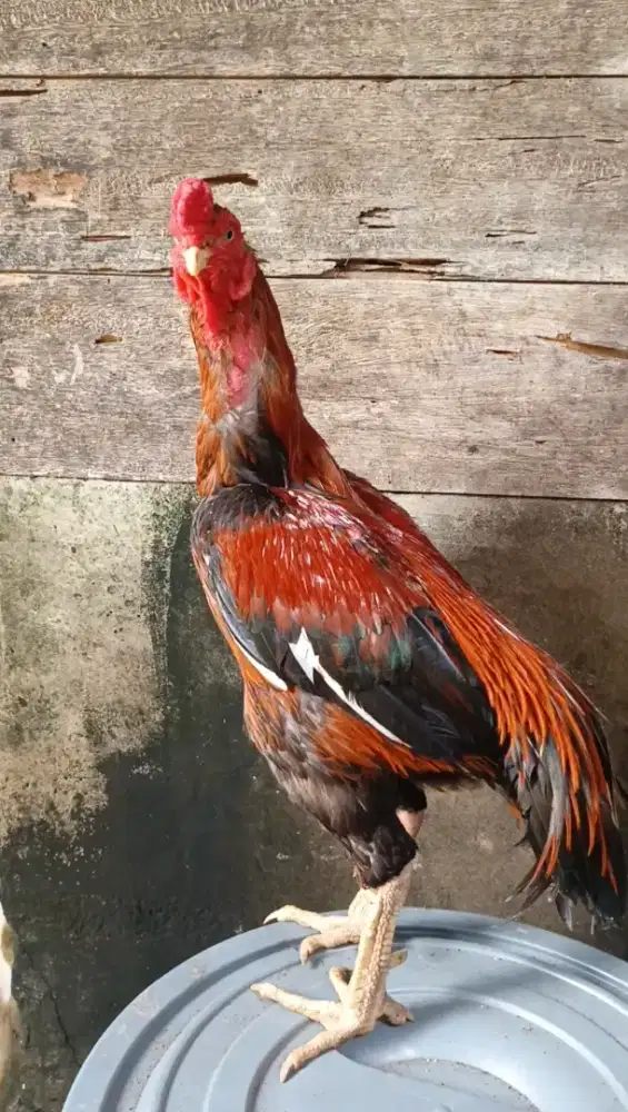 Ayam jantan ekor lidi ori