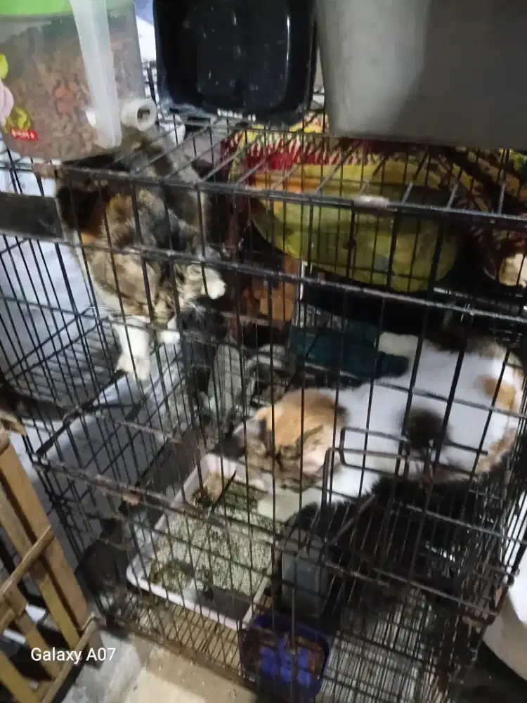 Kucing persia betina dewasa