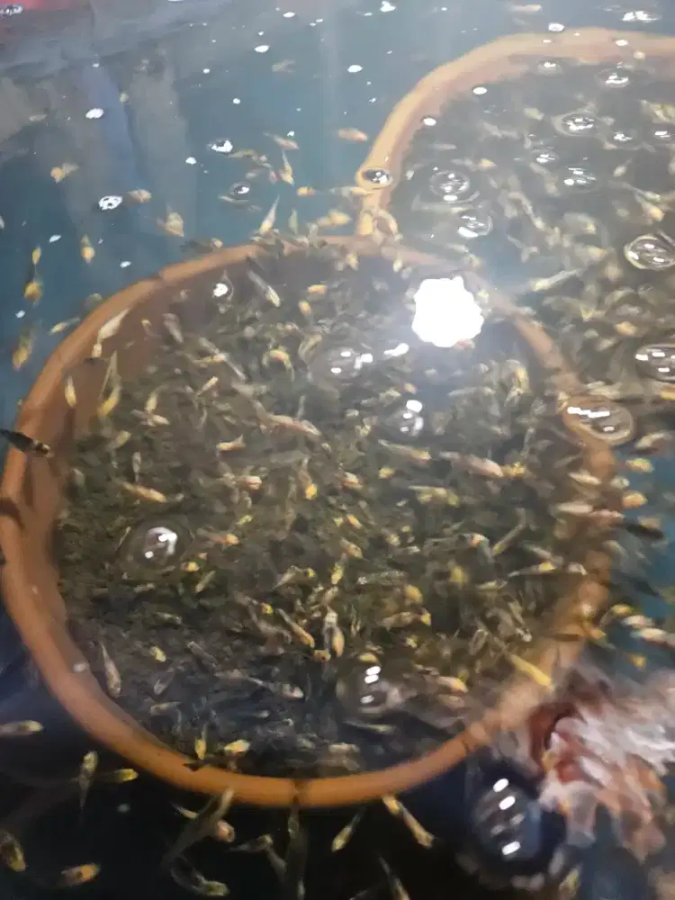 Ready bibit ikan koi ukuran 2-5cm pilih suka2