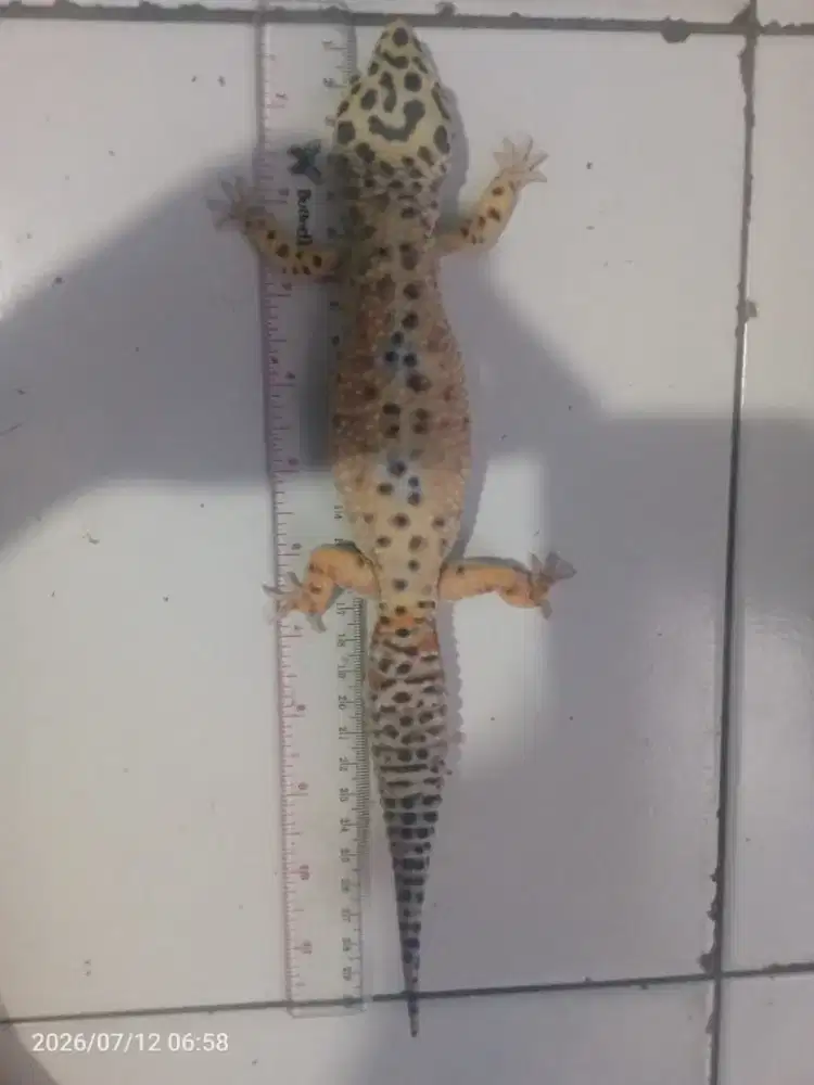 Reptil gecko panjang