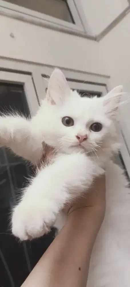 Kitten Putih Persia Medium Lepas Adopt