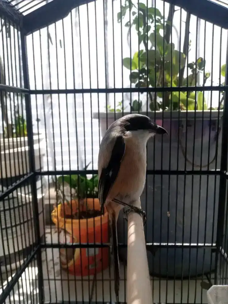 cendet jawa barat terlampau jinak