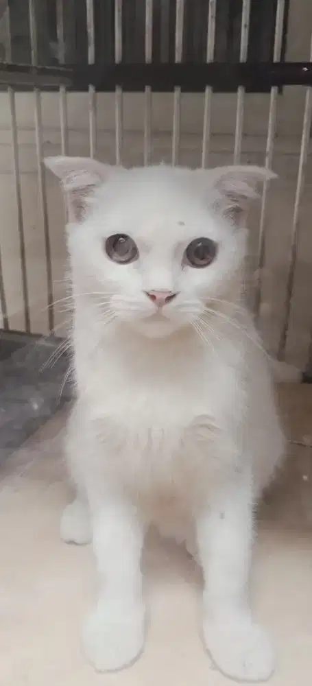 Lepas Adopt Scottish fold mix persia