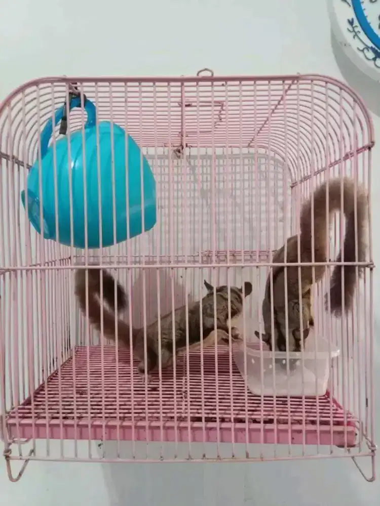 SG suger glider pasangan