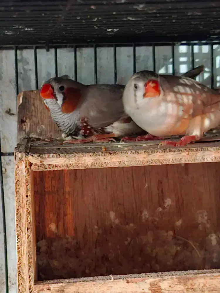 Zebra finch medium sepasang