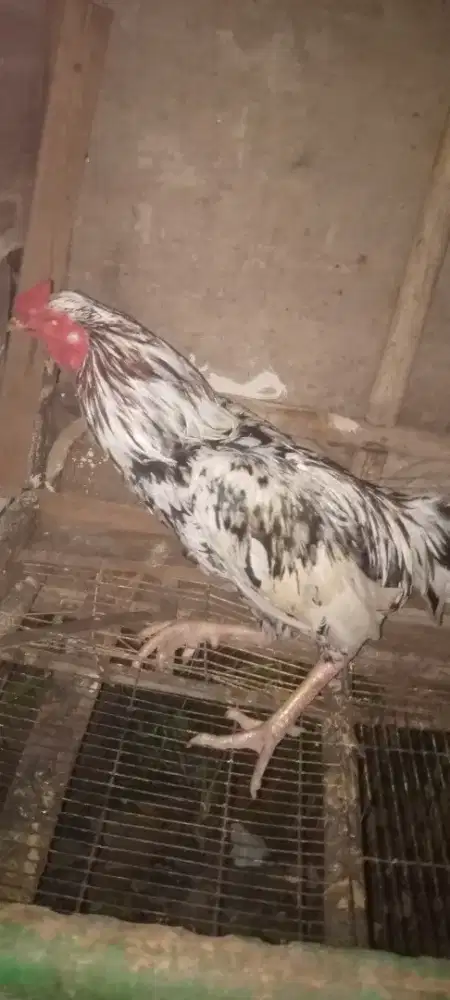Jual ayam magon
