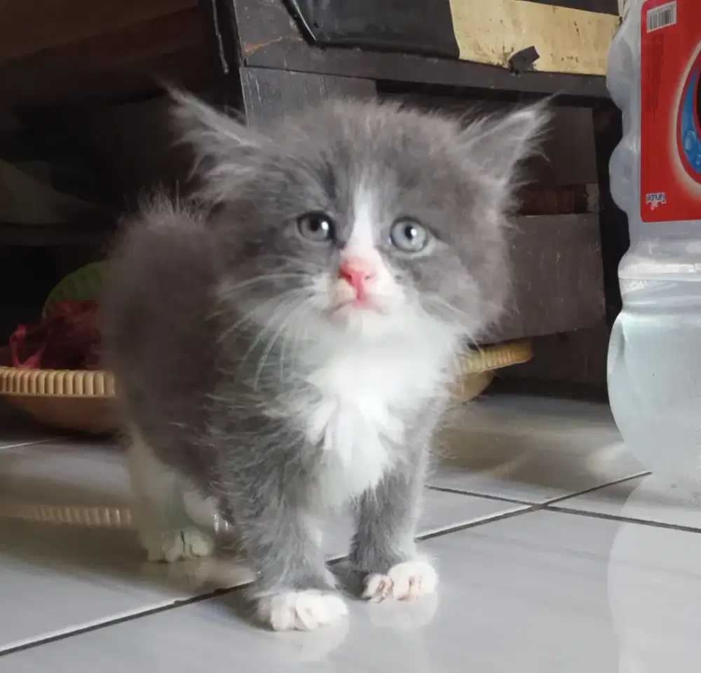 Kucing kitten abu putih lucu