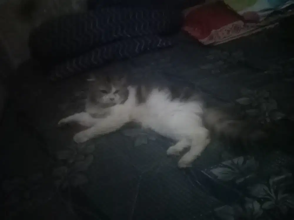 kucing flatnose