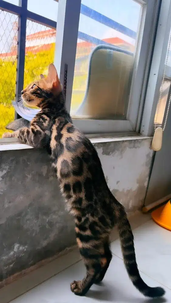 Kucing kitten Jantan