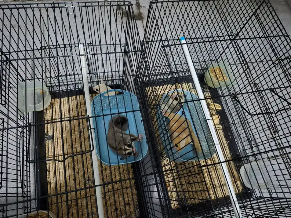 Jual Cepat, 4 ekor Sugar Glider Komplit Kandang