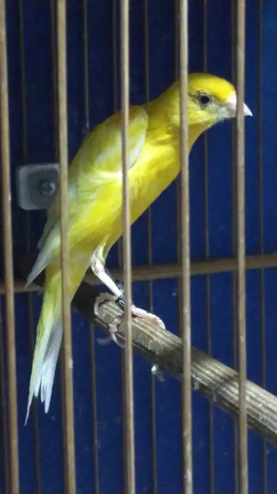 Burung kenari sf*F1gb pejantan isi