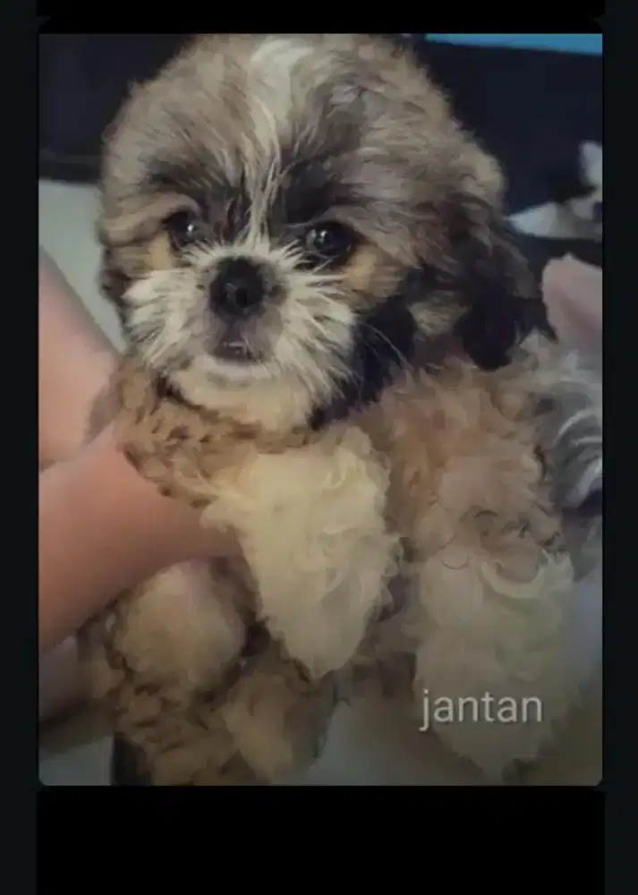 Dijual anak anjing