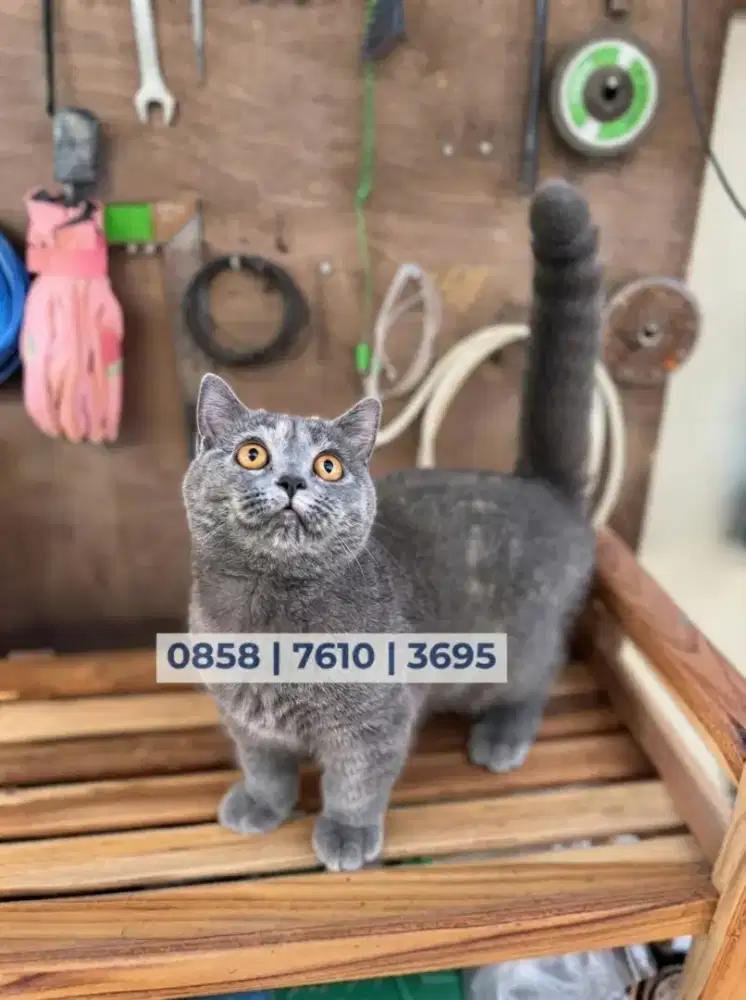 Kitten munckhin bsh