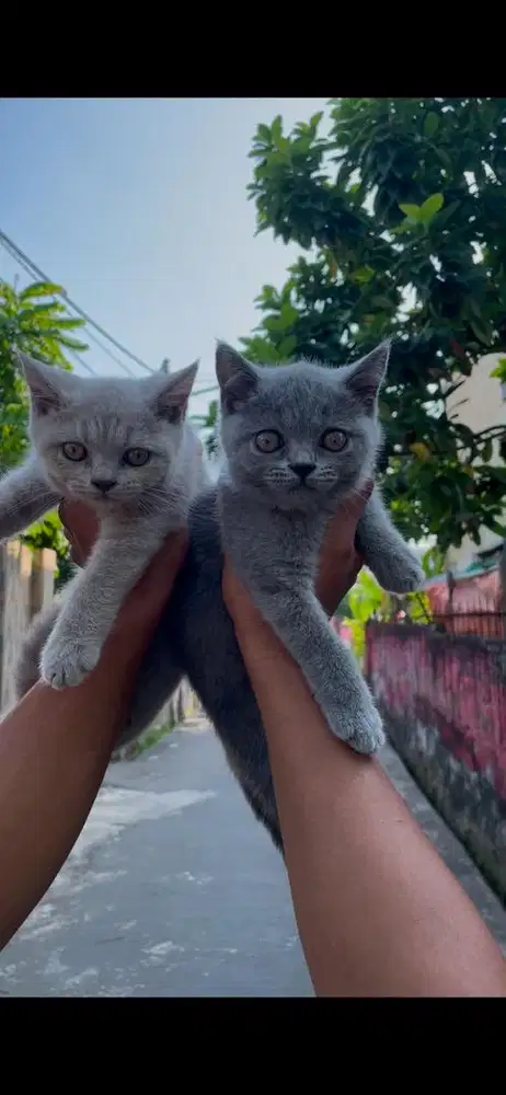 Kucing British Shorhair Lilac dan Blue Solid