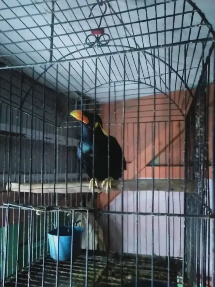 Manuk lindeuk tiasa di usapan TT ajukan