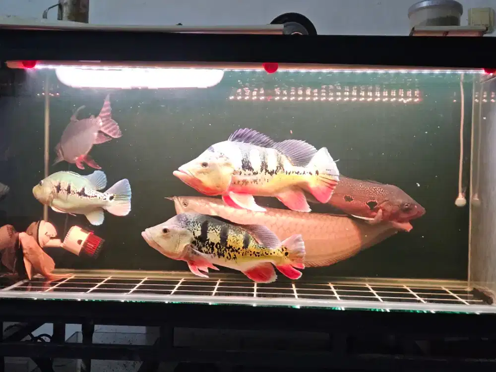 Dijual ikan predator