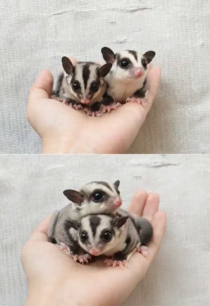 Sugar Glider Joey