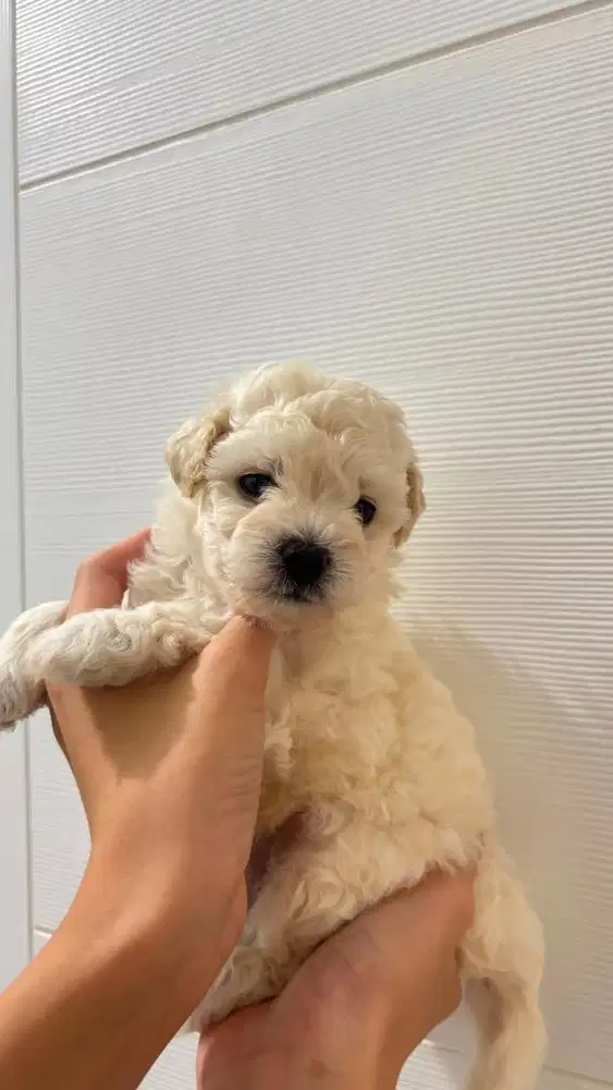 Puppy For SALE!!!