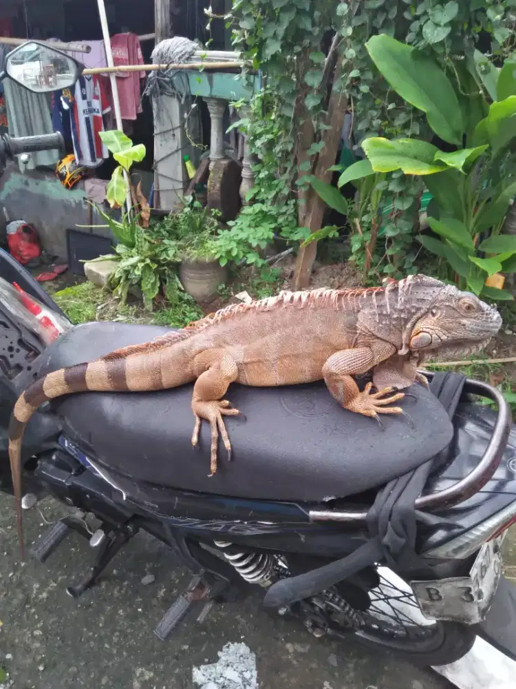 Iguana Elsa P. 1 m 24cm
