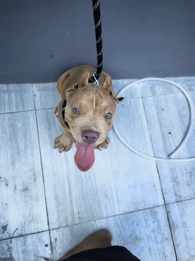 Jual murah pitbull jantan surat lengkap