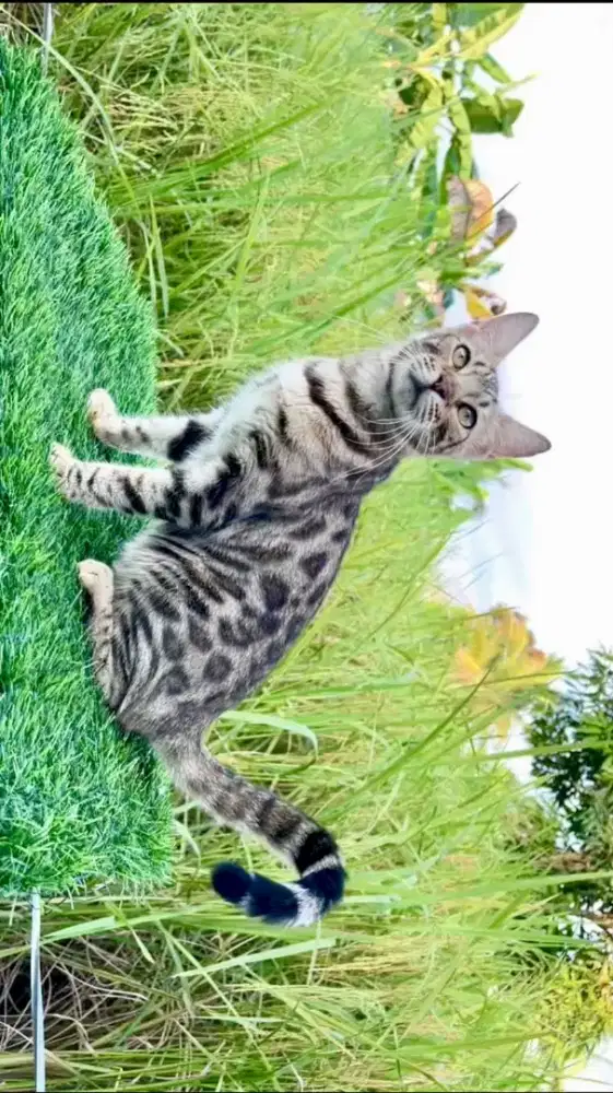 Kucing ras b3n94l