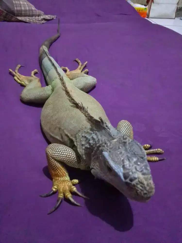 Iguana Gren Jinak