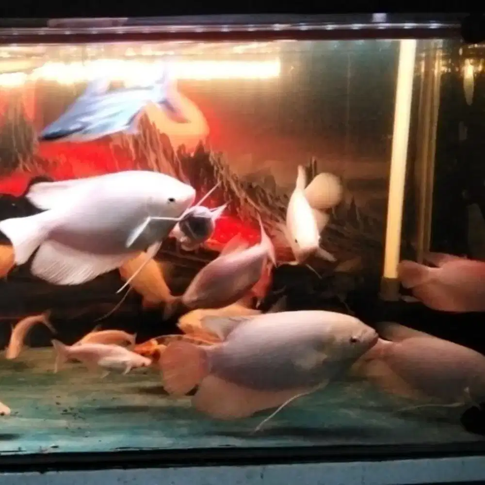 IKAN GURAME PADANG JUMBO 6 JARI UP HIDUP
