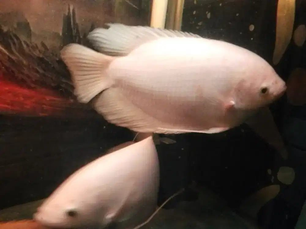 IKAN GURAME PADANG SIZE FUL 4JARI UP HIDUP