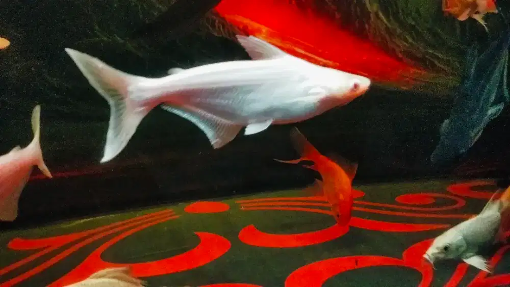 IKAN PATIN ALBINO 20 CM