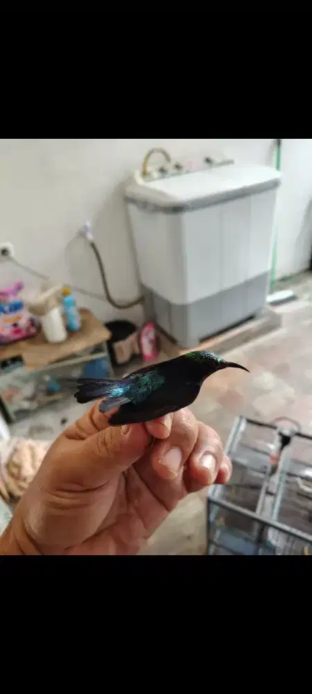 Jual burung konin dan sogon