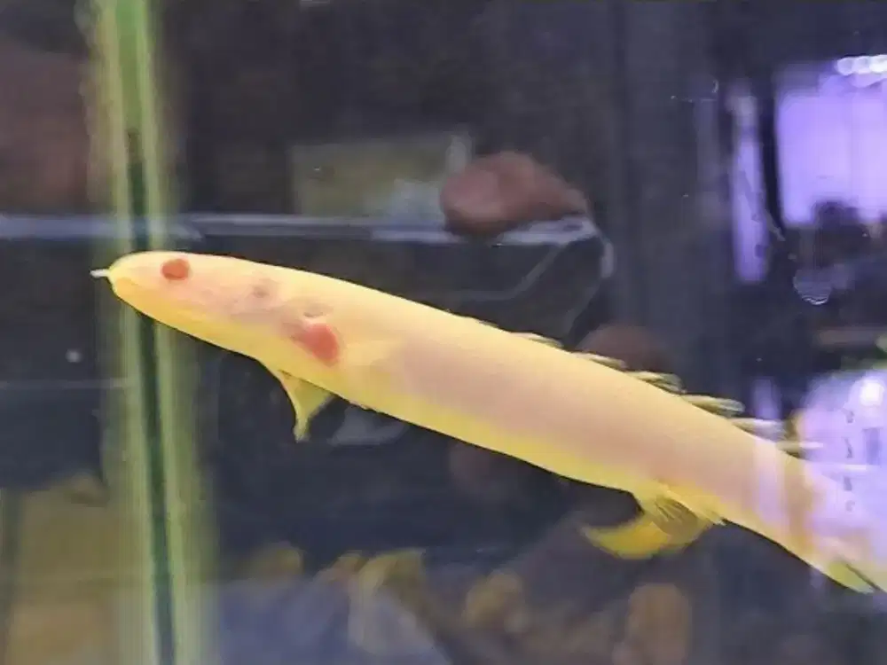 IKAN PALMAS ALBINO SIZE 20 CM