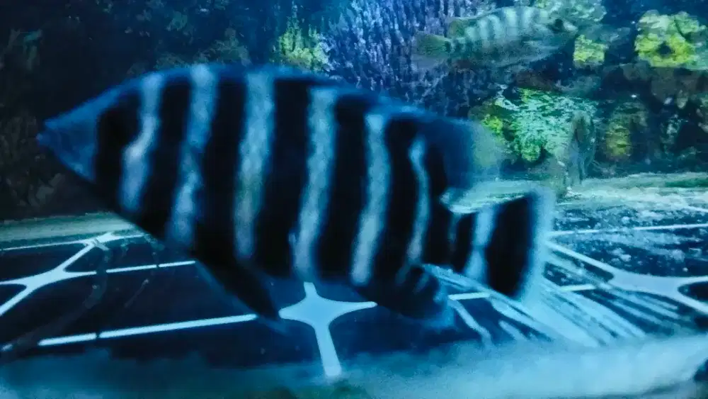 IKAN CICHLID ZEBRA 99 NINETYNINE 10 CM