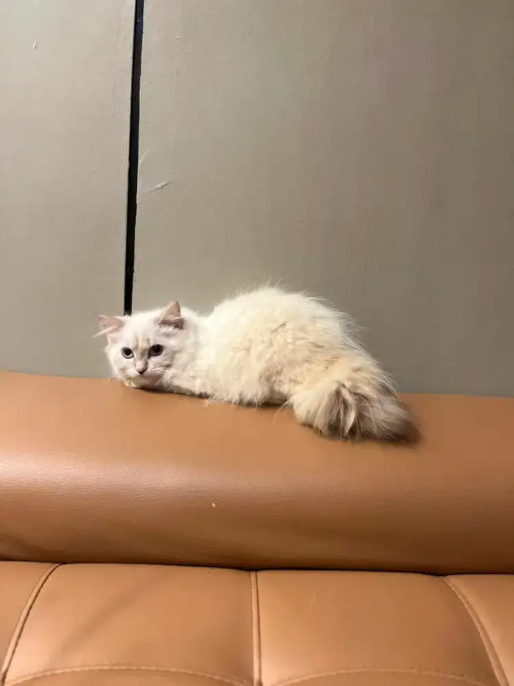 Kitten kucing persia