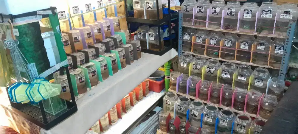 Ikan cupang hias murah mewah