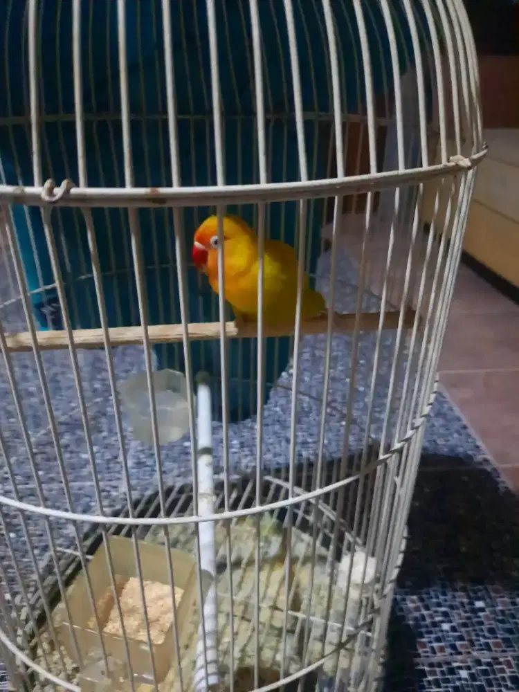 Burung lovebird rajin