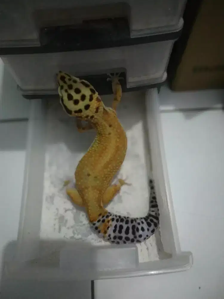 Gecko geko Tangerine Aptor Mangoo 15bln female oranye kehijauan jinak