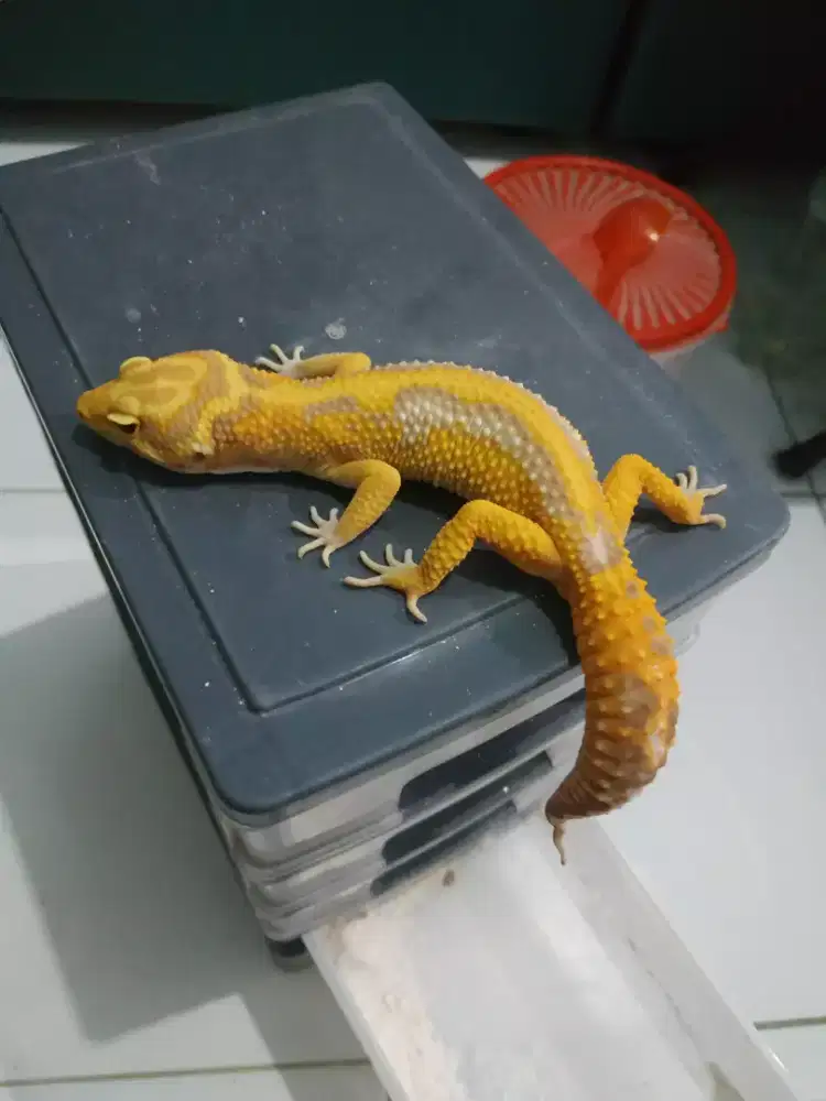 Gecko geko Pastel Aptor Eclipse pupil merah male 7blnan warna langka