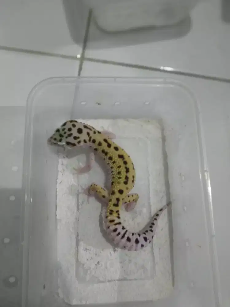 Gecko geko Tiger Eclipse mata hitam 5blnan female jinak lucu anteng