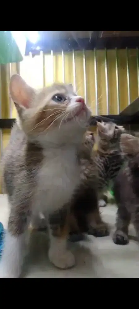 Kitten British golden Jantan