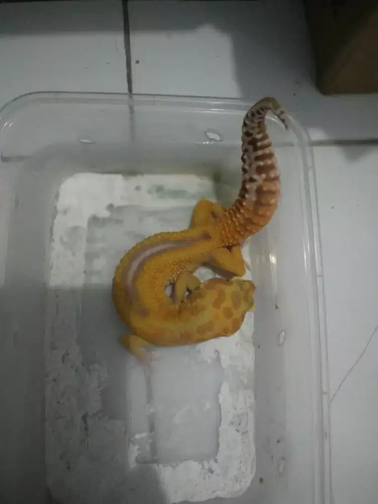 Gecko geko Redeyes Cyclop Eclipse 8blnan male full mata merah langka