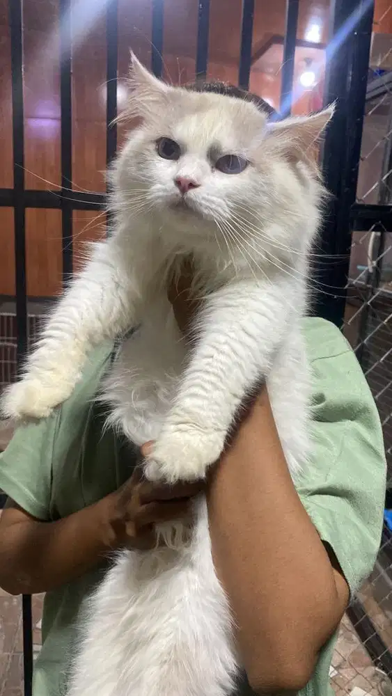 Ragdoll jantan longhair