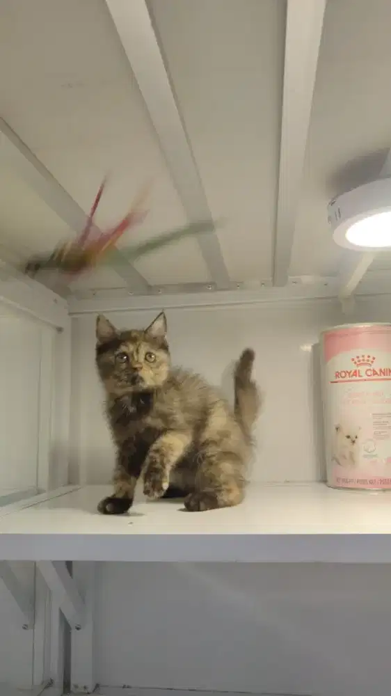 Kucing kitten shorthair scottish straigt