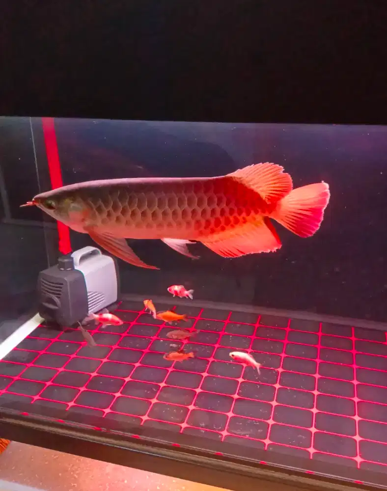 Ikan Arwana Super Red