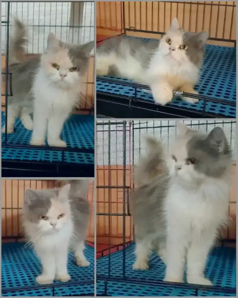 Betina warna manis janda 1 kali muka bibir tidak monyong