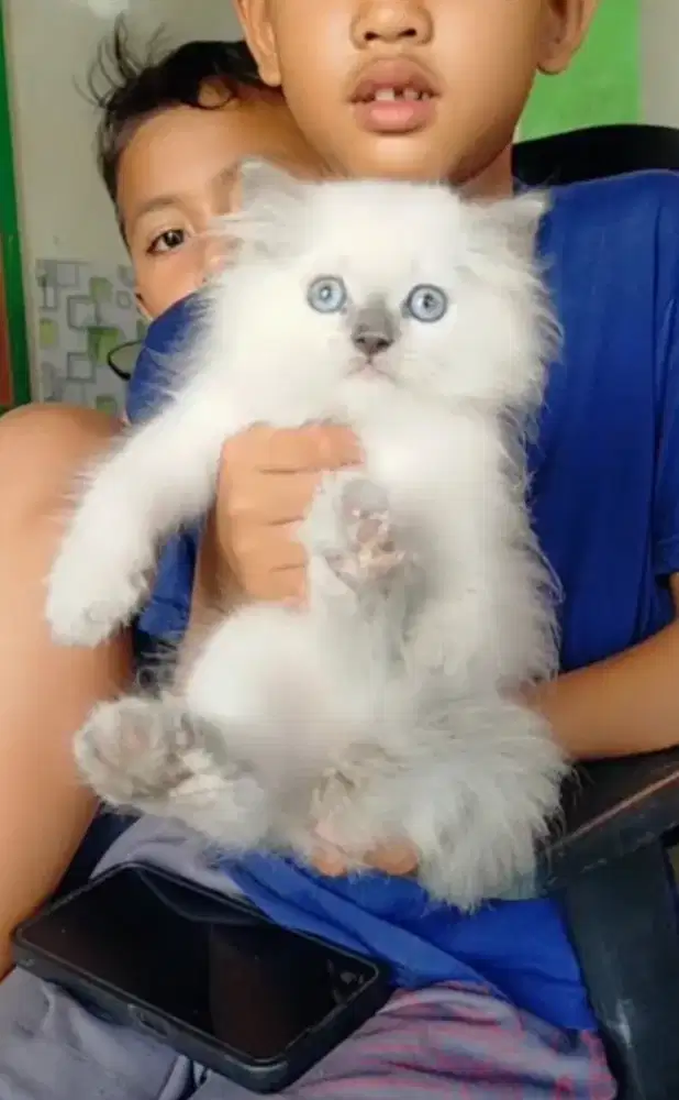 Himalaya gemoy jantan 2,5 bulanan