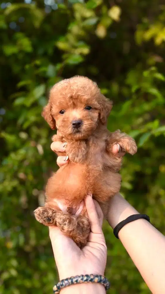 TINY POODLE aktif dan sehat